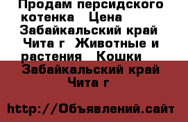 Продам персидского котенка › Цена ­ 500 - Забайкальский край, Чита г. Животные и растения » Кошки   . Забайкальский край,Чита г.